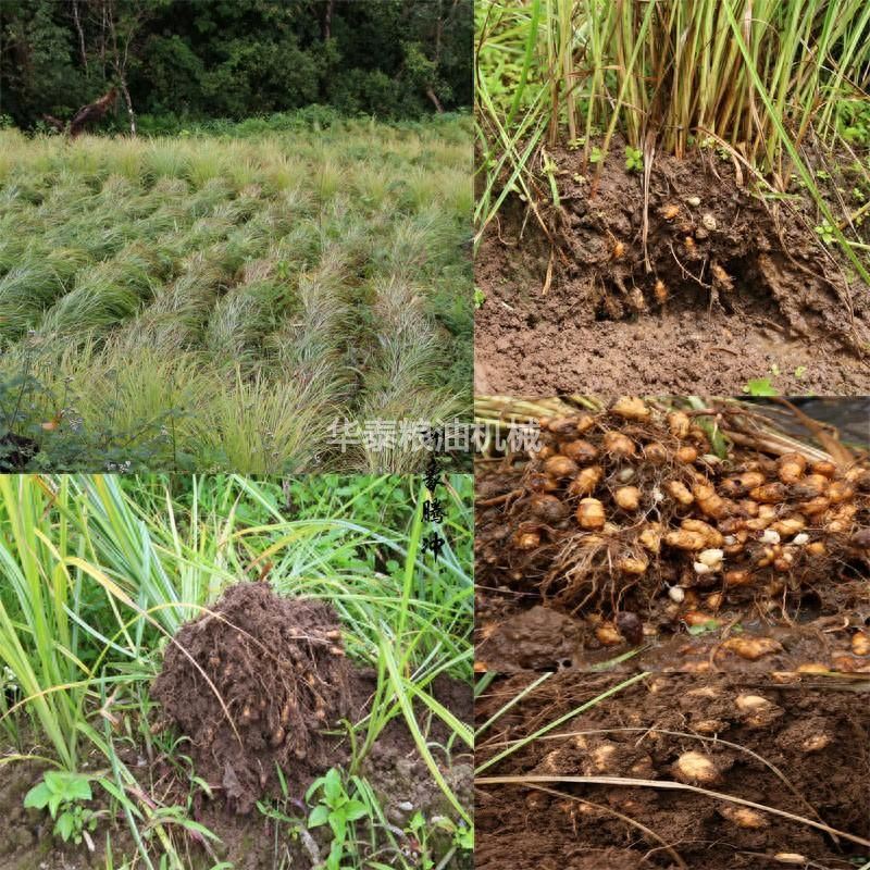 油莎豆榨油機，油莎豆冷榨油云顶集团，油莎豆壓榨生產云顶国际詳細介紹